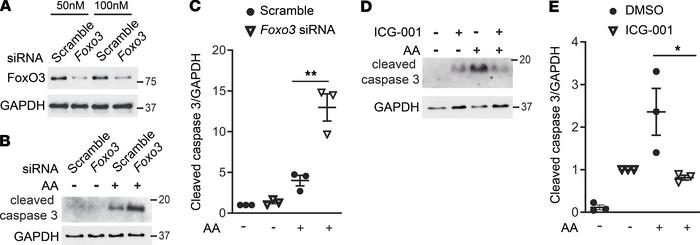 Inhibiting FoxO3 in PT cells increases while ICG-001 reduces AA-induced ...