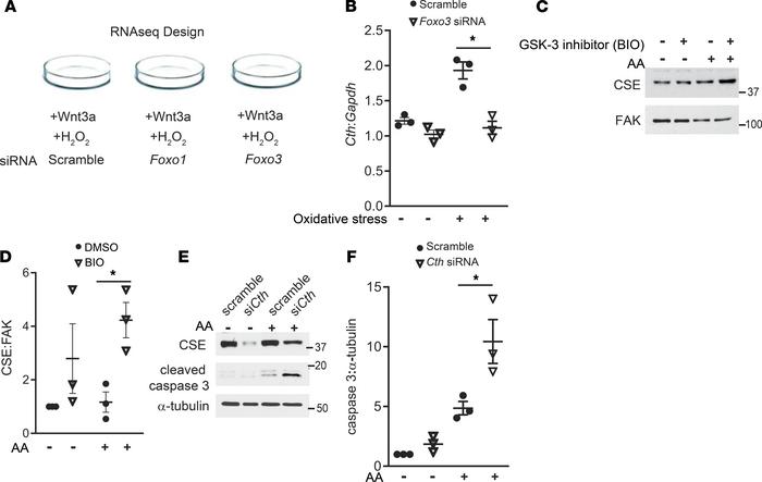 CSE identified as a potentially novel target of β-catenin and FoxO3 in P...