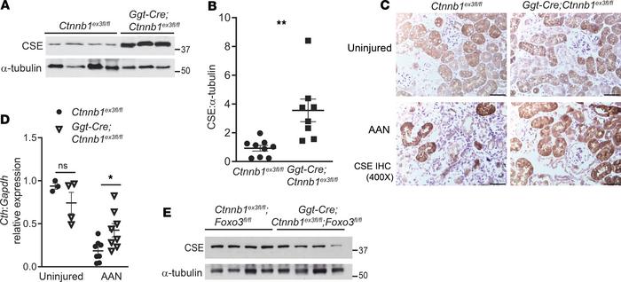 Injured mice with β-catenin stabilized in the PT have increased protein ...