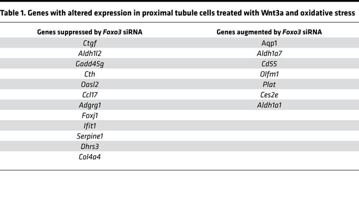 Genes with altered expression in proximal tubule cells treated with Wnt3...