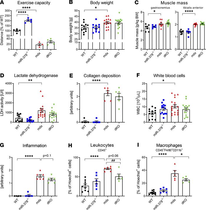 The effect of miR-378 deficiency in 6-month-old animals.
(A) Muscle perf...