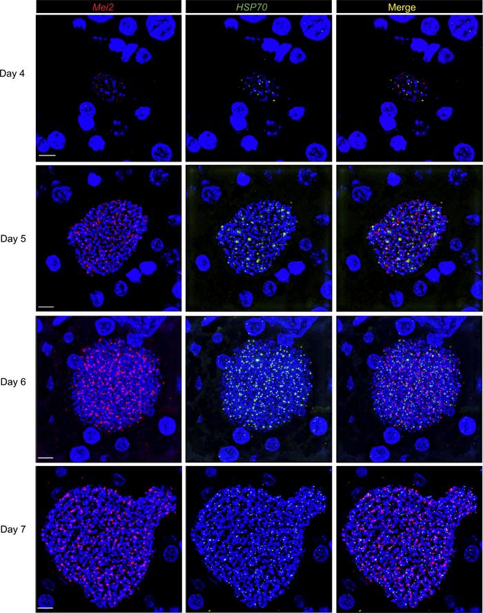 
P.falciparum Mei2 transcripts are detected in P. falciparum liver stage...