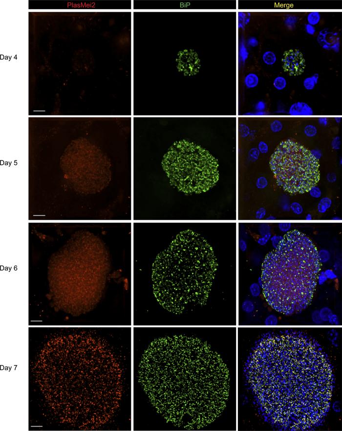 PlasMei2 protein is expressed in mid-to-late liver stage schizonts.
Live...