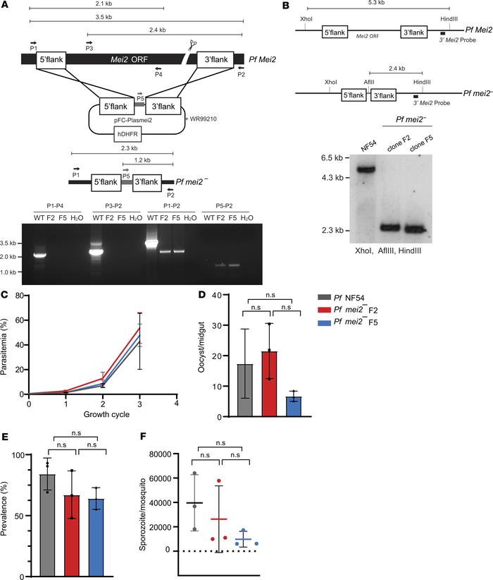 
P.falciparum mei2– parasites have no defects in blood stage and mosquit...