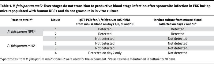 
P. falciparum mei2– liver stages do not transition to productive blood ...