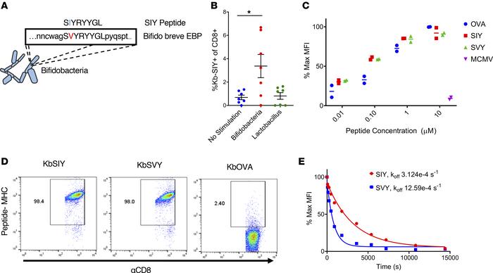 Commensal bacteria B. breve harbors the CD8+ T cell epitope SVY.
(A) Gen...