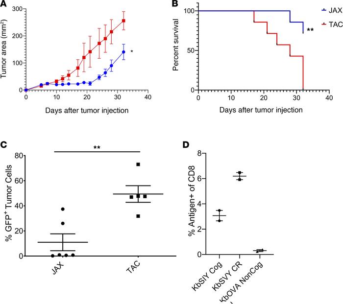 Jackson mice have an increased antitumor response and antigen-selective ...