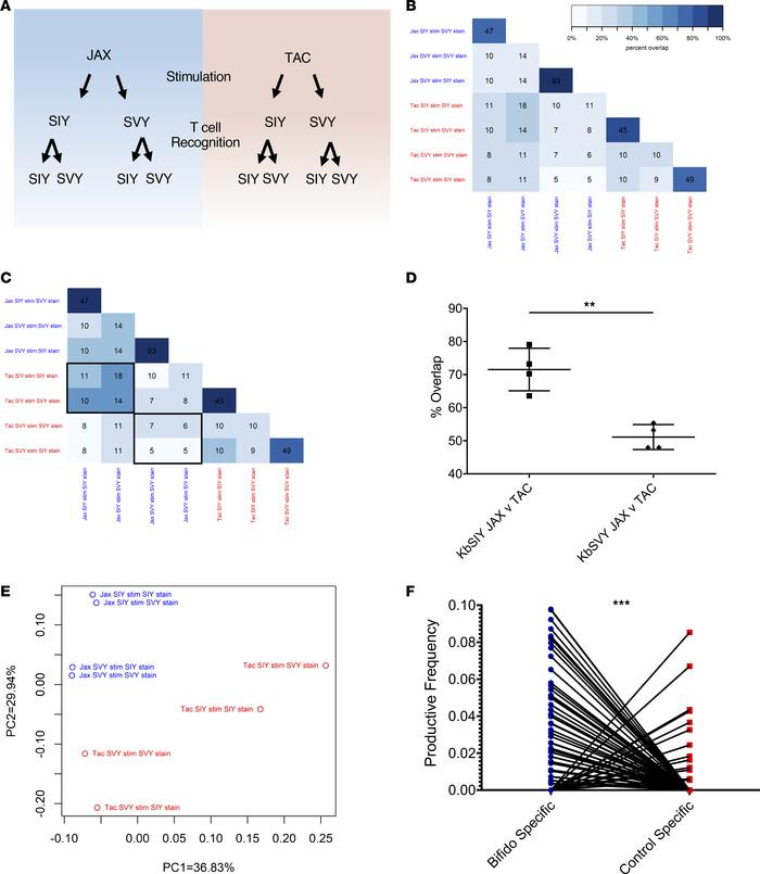 
B. breve colonization shapes the KbSVY TCR repertoire.
 (A) Schematic s...