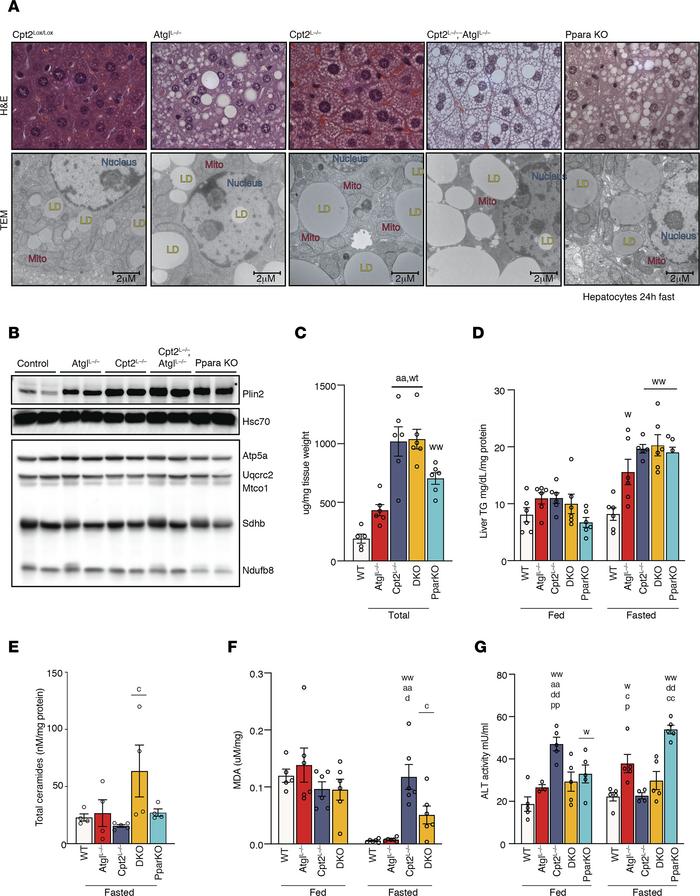 Loss of individual components of fatty acid catabolism results in unique...