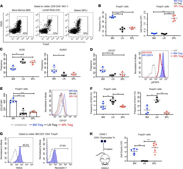 Profiling of bone marrow Tregs.
(A) Representative plots of Foxp3+ cells...