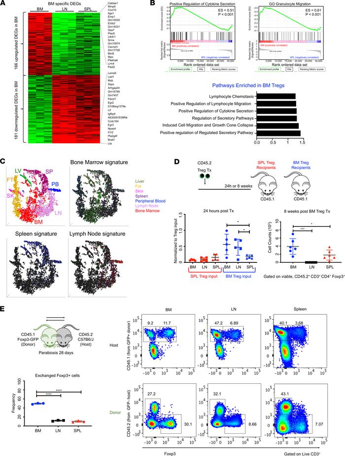 Marrow Tregs localize to their site of origin.
(A) Heatmap showing DEGs ...