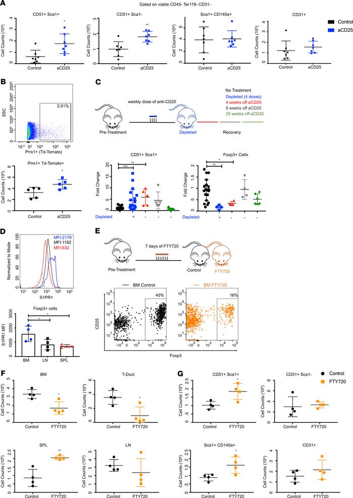 Tregs maintain stromal cell.
(A) Counts of stromal populations following...