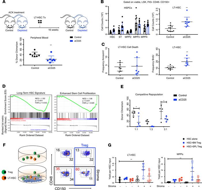Marrow Tregs enhance HSC-supportive activity of stromal cells.
(A) Clear...