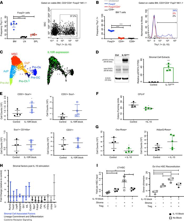 Treg IL-10 restricts stromal cell proliferation and differentiation.
(A)...