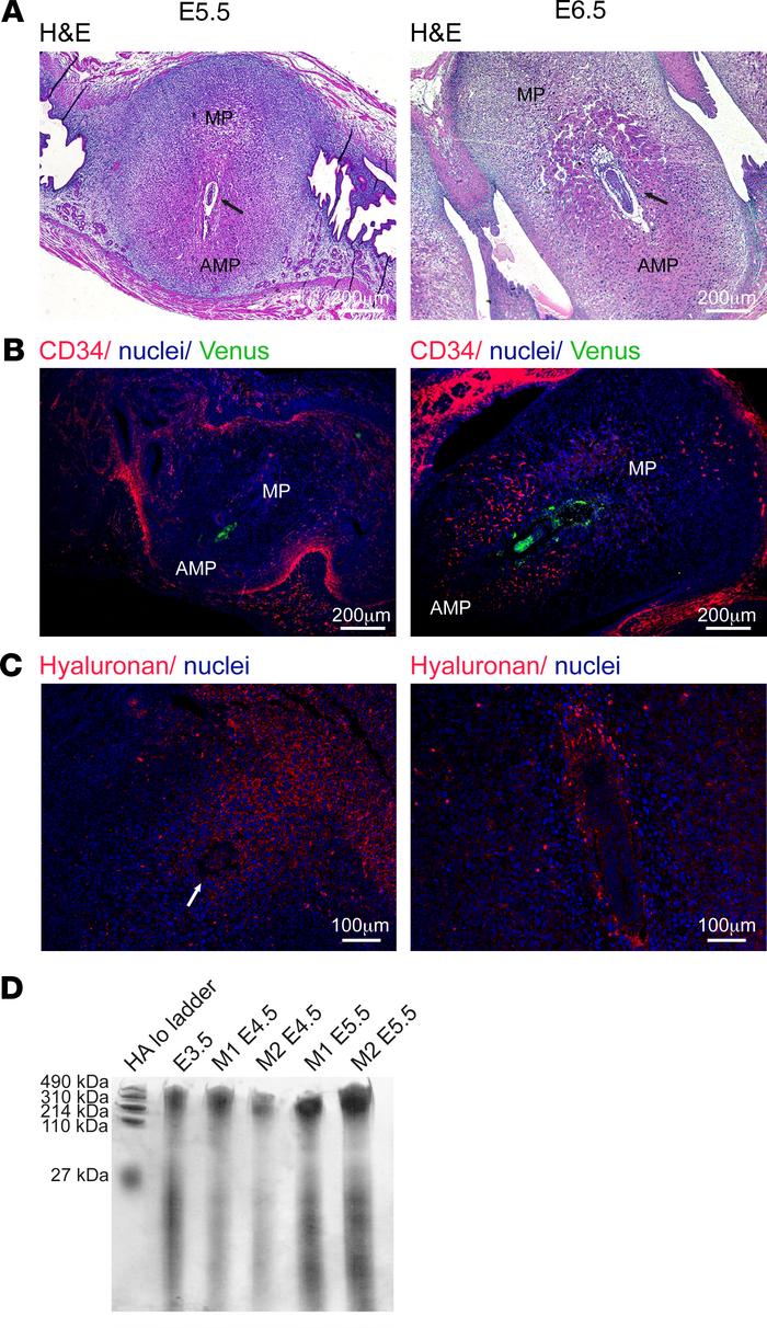 Hyaluronan deposition and vascular remodeling in the implantation site d...