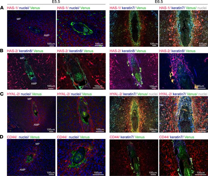 Hyaluronan metabolism following embryo implantation.
Female mice were ma...