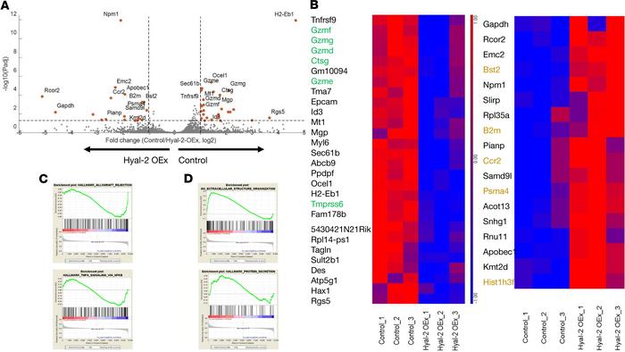 Uterine NK cells transcriptome is dysregulated in foster dams carrying H...