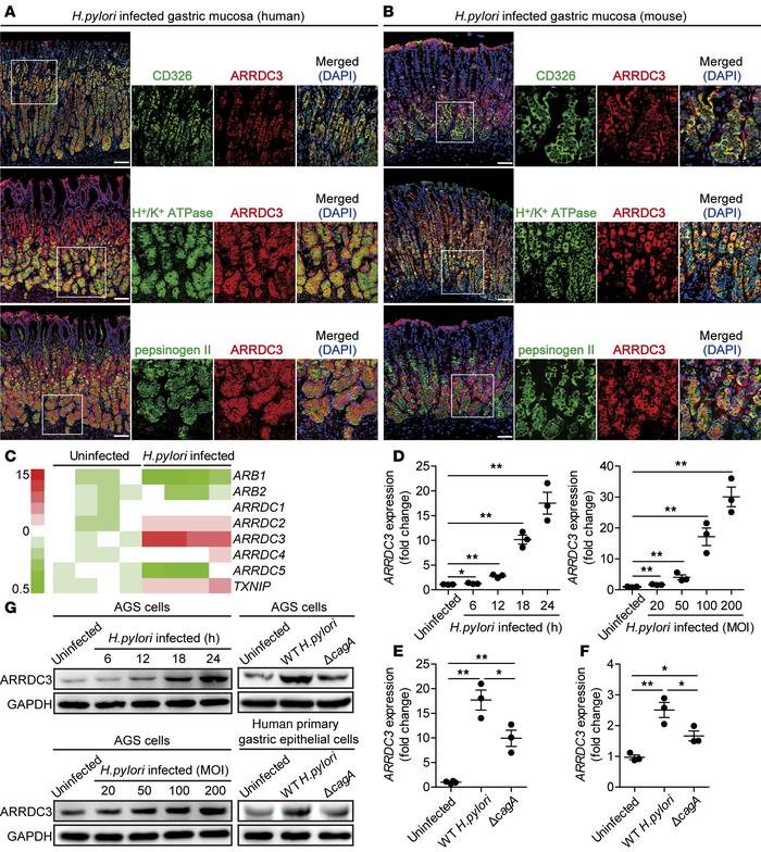 
H. pylori stimulates gastric epithelial cells to express ARRDC3.
(A and...