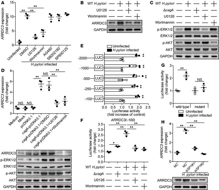 
H. pylori induces gastric epithelial cells to express ARRDC3 via ERK an...