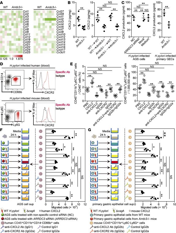 ARRDC3 promotes neutrophil accumulation in gastric mucosa in vivo and mi...