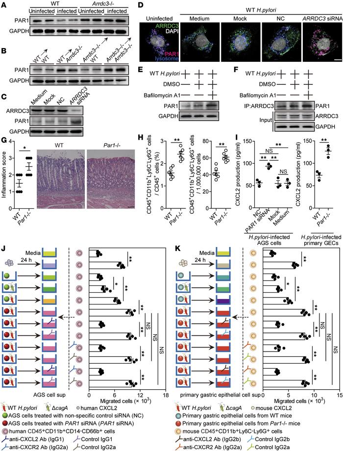 ARRDC3 exerts proinflammatory effects via downregulating PAR1 during H. ...