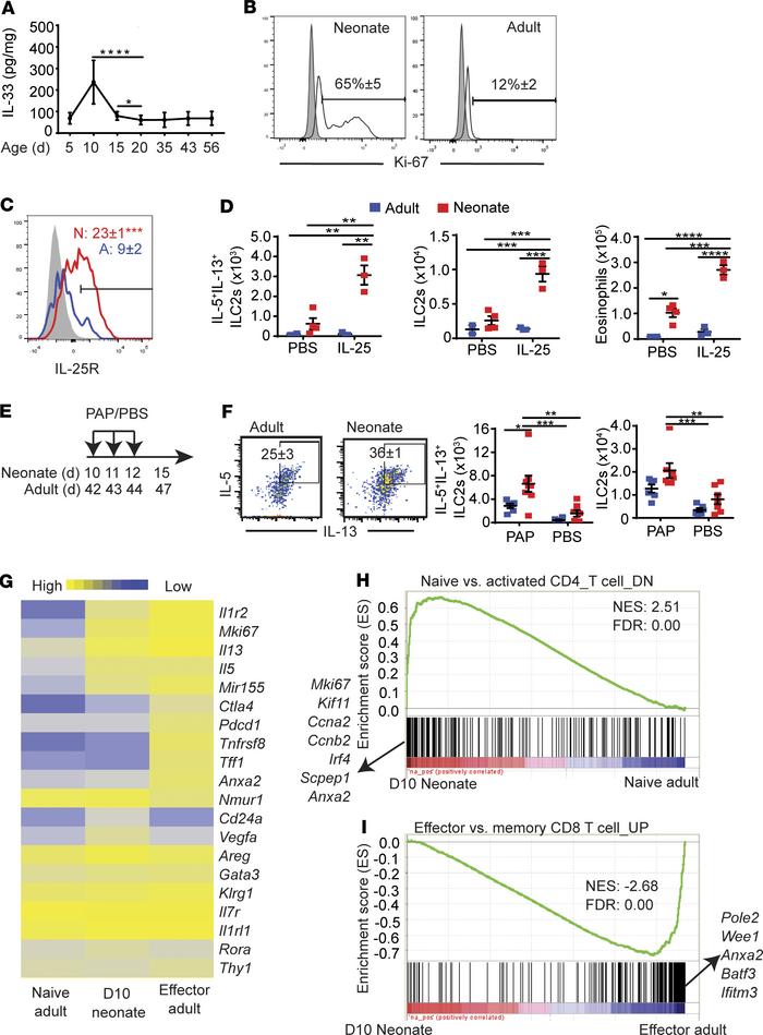 Neonatal ILC2s are activated by endogenous IL-33.
(A) The amount of IL-3...