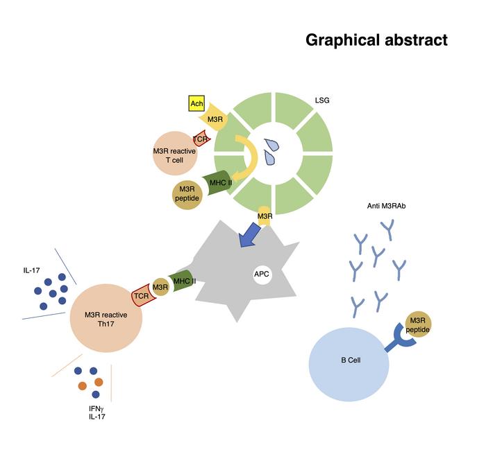 graphical abstract