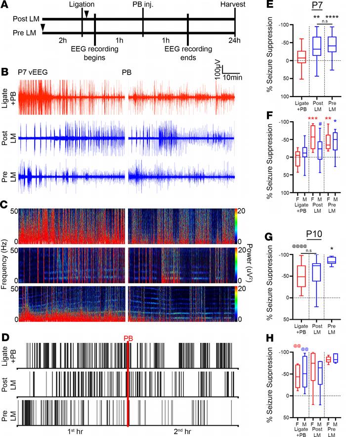 LM significantly rescued PB refractoriness.
(A) Experimental paradigm to...