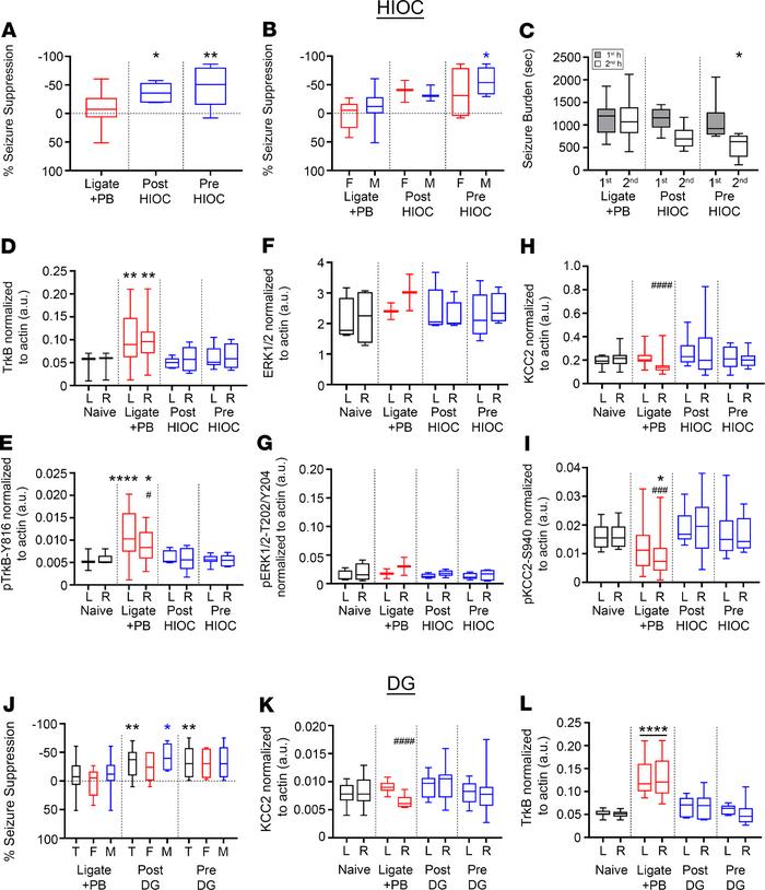 HIOC and DG significantly rescued PB-refractory seizures at P7.
(A) EEG ...