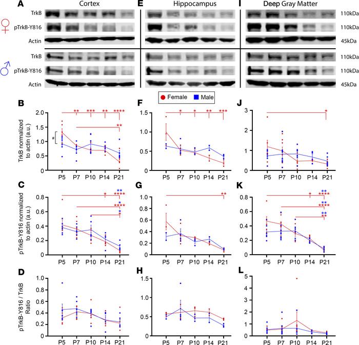TrkB expression significantly decreased from P5 to P21 in a region-speci...