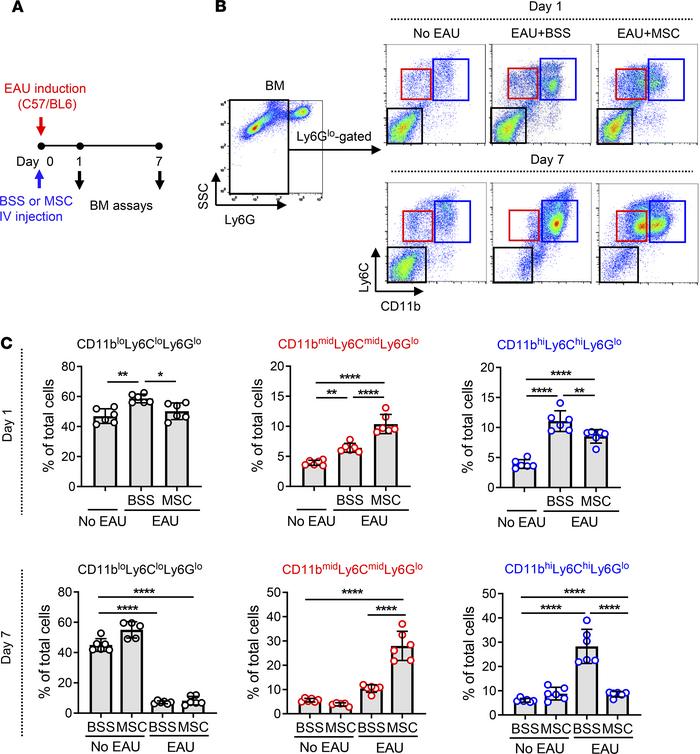 MSCs induce CD11bmidLy6CmidLy6Glo cells in BM of EAU mice.
(A) Right aft...