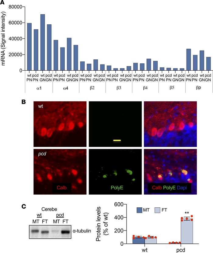 Tubulin subunits and microtubules.
(A) mRNAs of major tubulin family mem...