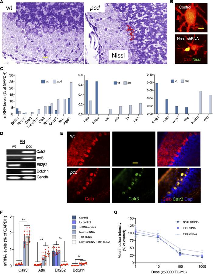 ER stress and protein synthesis inhibition.
(A) Images of Nissl-stained ...