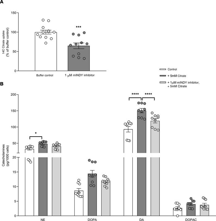 Citrate stimulation and mINDY transport inhibition affect catecholamine ...