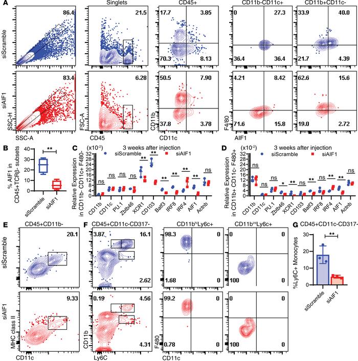 Loss of DC subsets upon in vivo silencing of AIF1 in the pancreas.
Six-w...