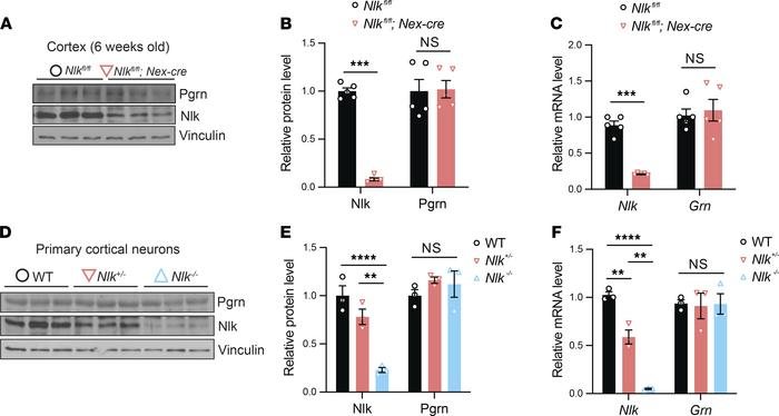 JCI Insight - Microglia regulate brain progranulin levels through the ...