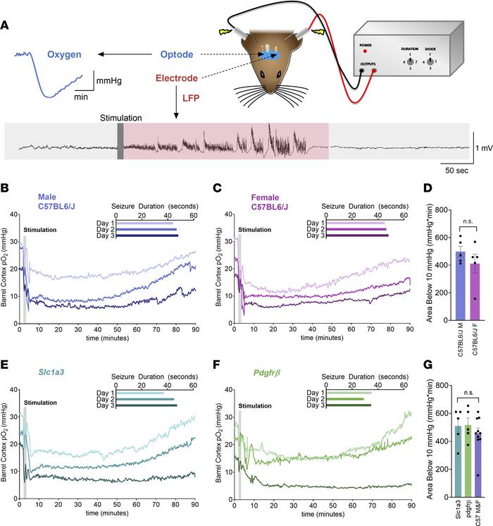MES seizures induce postictal hypoxia that generalizes across sex and st...
