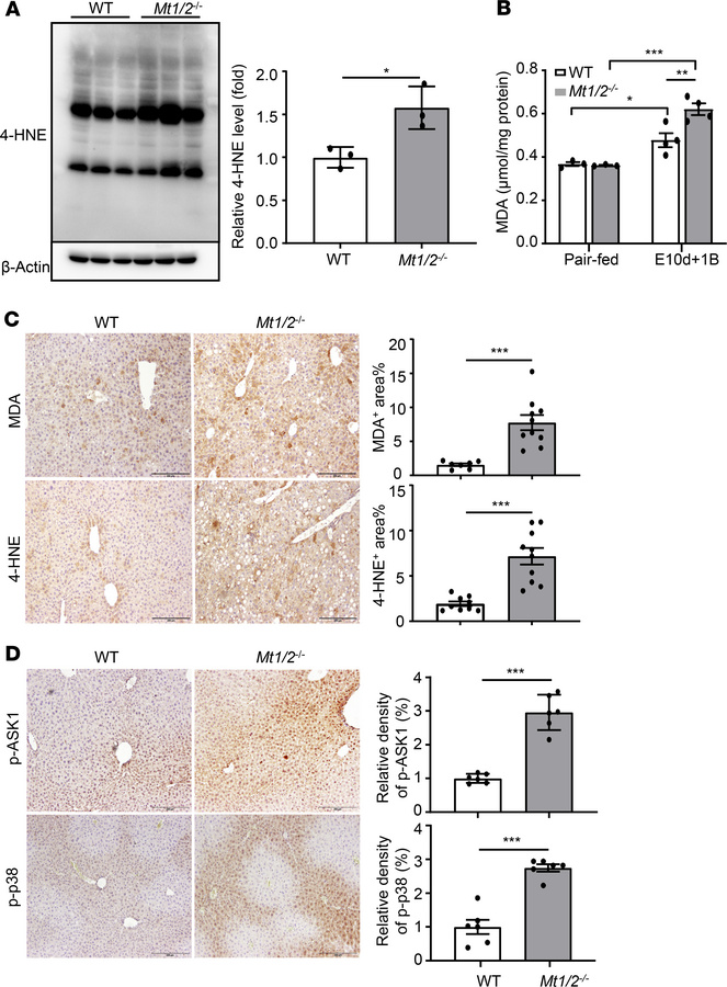 Deletion of the Mt1/2 gene enhances oxidative stress and ASK1/p38 MAPK a...