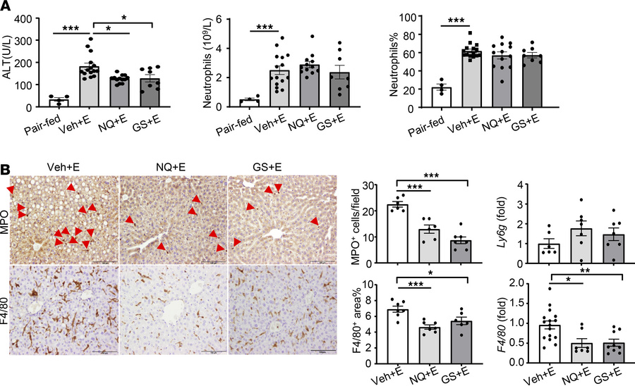 Inhibition of ASK1 ameliorates chronic-plus-binge ethanol–induced hepati...