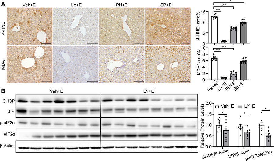 Treatment with p38 inhibitors ameliorates chronic-plus-binge ethanol–ind...