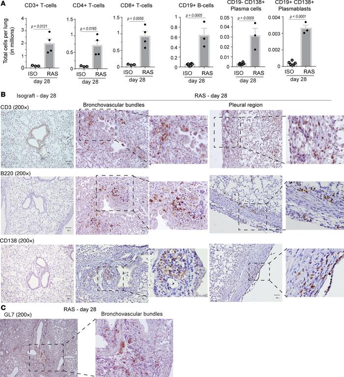 Immunophenotyping and localization of infiltrating cell populations in R...