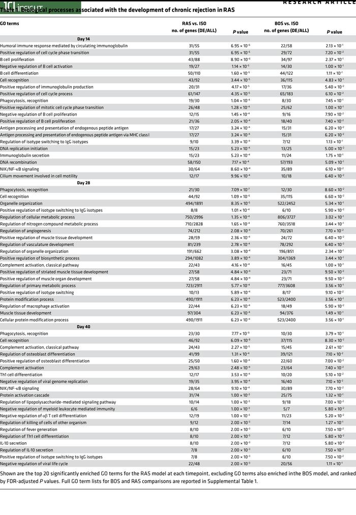 Biological processes associated with the development of chronic rejectio...