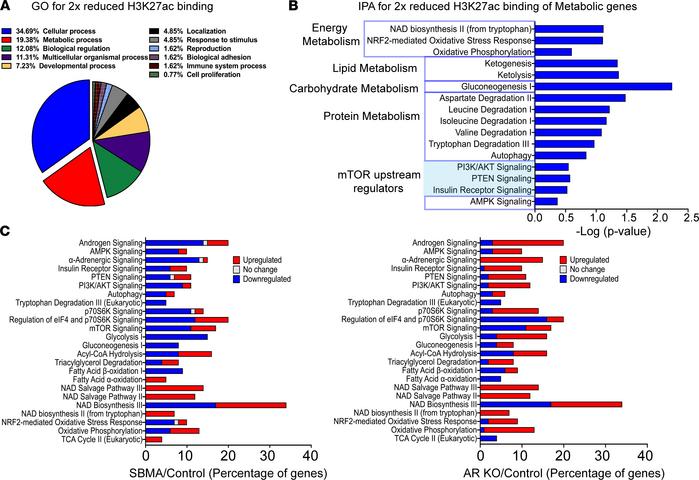 Alteration in metabolic pathways mediated by reduced H3K27ac.
(A) Genome...