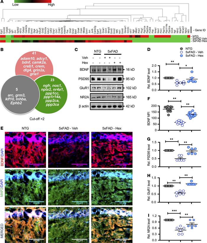 Hex upregulates BDNF and other hippocampal plasticity–associated protein...