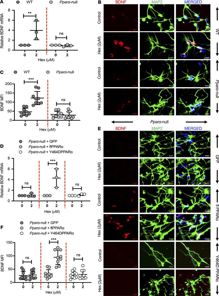 Hex upregulates BDNF in hippocampal neurons via PPARα.
(A) WT or Pparα-n...