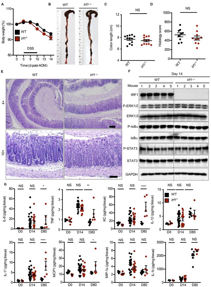 IRF1 does not regulate inflammation in the colon.
(A) Body weight change...