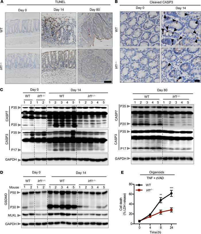 IRF1 regulates PANoptosis.
(A) Representative images of TUNEL staining o...
