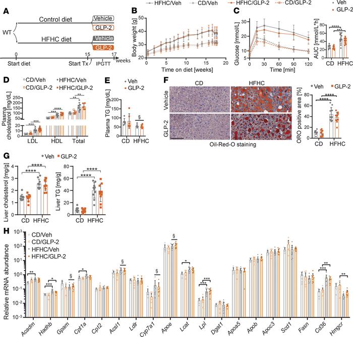 GLP-2 treatment does not alter glucose and lipid metabolism in HFHC diet...