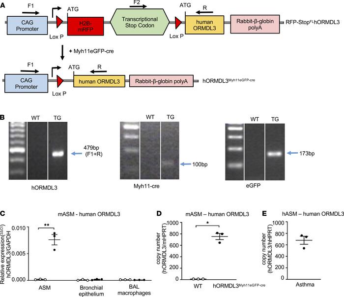 Genotyping and hORMDL3 expression in ASM from mice and asthmatics.
(A) R...