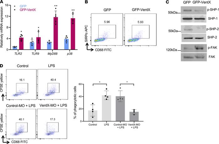 Effects of VentX on the expression of cell surface receptors and signali...